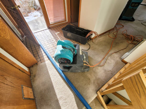 Best Basement water damage restoration  in Hollywood, FL